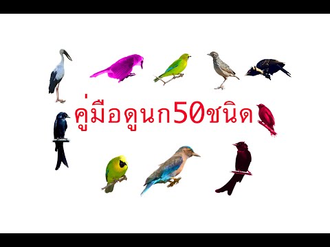 คู่มือดูนก 50 ชนิด Thailand Bird Guide