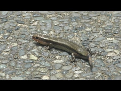 マリンピア日本海】ニホントカゲ（250625） - YouTube