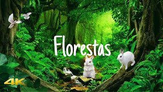 🎶4K UHD VÍDEO Florestas Rios Pássaros,a Natureza completa para Relaxar com Música Relaxante screenshot 4