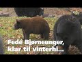 Fede Bjørneunger, klar til vinterhi...