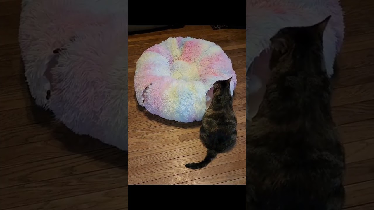 Transform Playtime: Meet the Purrfect Motion Mat for Cats!