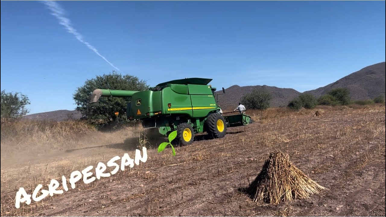 TRILLA DE AJONJOLÍ (MONEADO). #agricultura #cosecha #trilla #johndeere 