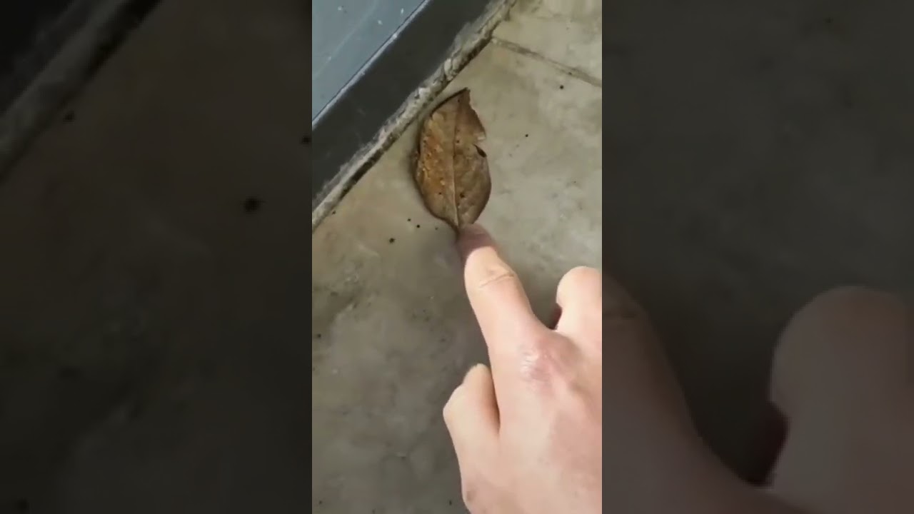 БАБОЧКА KALLIMA INACHUS ПРОСТО МАСТЕР МАСКИРОВКИ