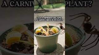 BLACK WIDOW VS VENUS FLYTRAP