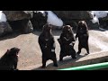 奥飛騨クマ牧場のクマさんの小競り合い の動画、YouTube動画。