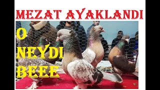 Adamın Kuşları Mezatı Ayağa Kaldırdı - Facebook / Gebzeli Oruc - Çayırova Güvercin Derneği