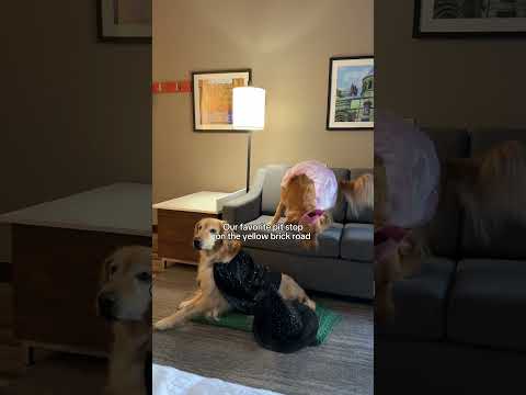 They have been chaaaanged fur good 🩷💚 #Hilton #Wicked #WickedForGood #Glinda #Elphaba