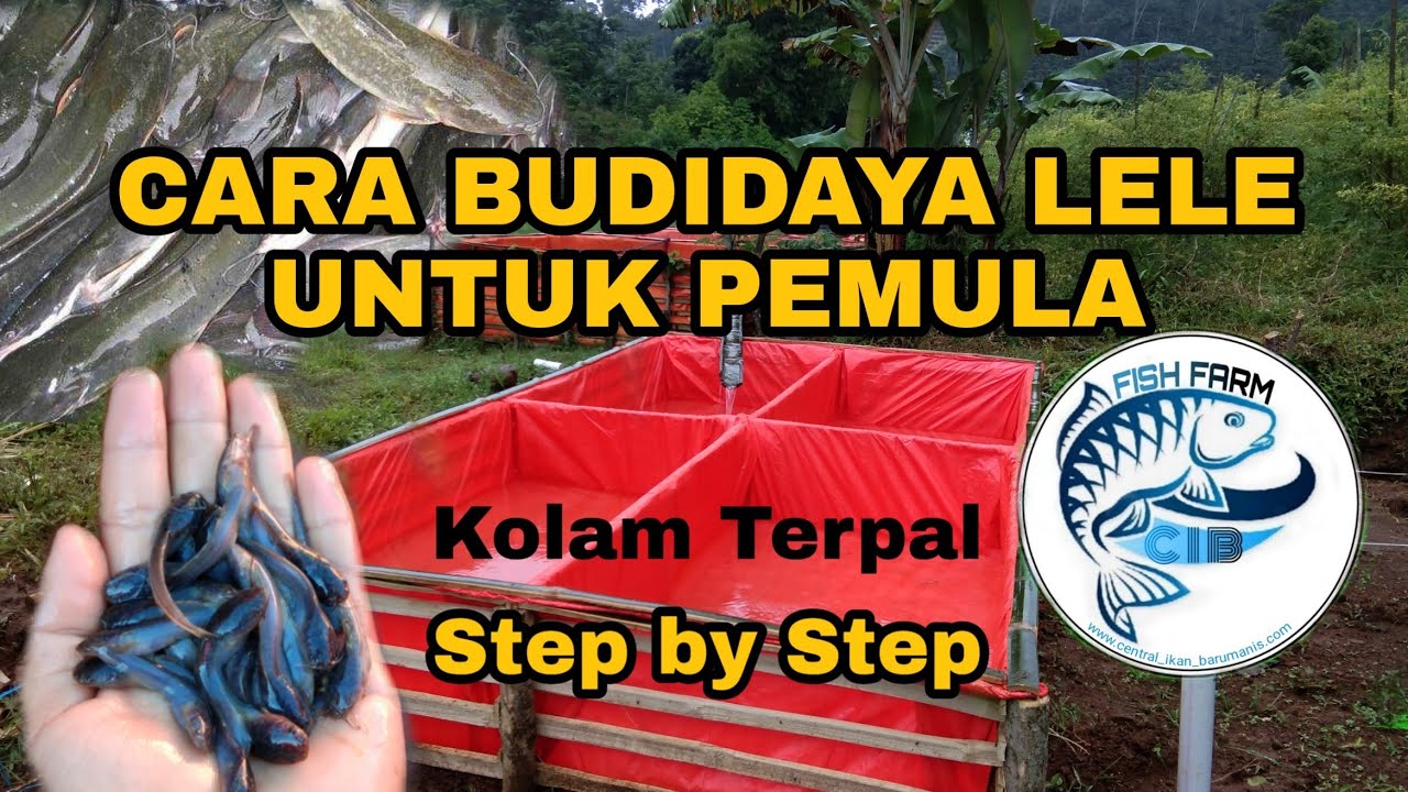 CARA BUDIDAYA LELE KOLAM TERPAL UNTUK PEMULA #Fish_farm_CIB #part 1