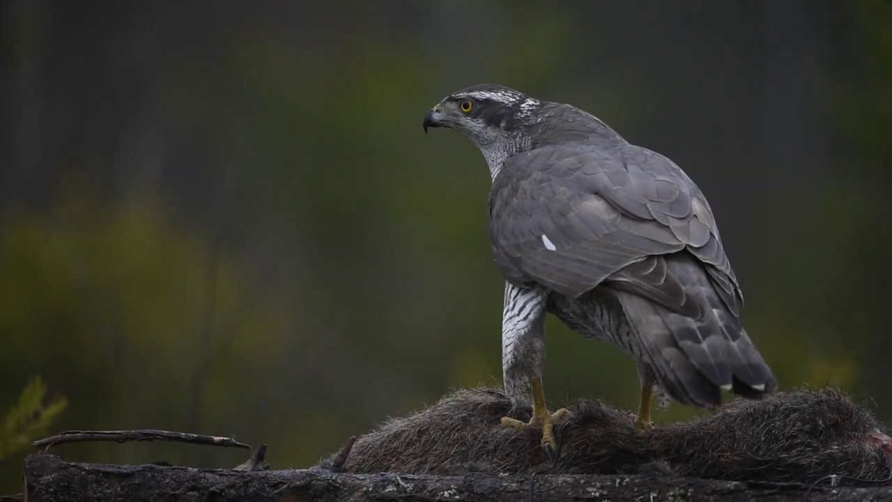 Goshawk eating dinner 