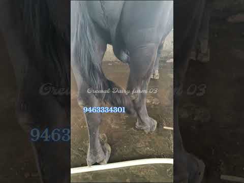 3 ਨਗ ਵਿਕਾਊ ਪਿੰਡ ਕੁਟੀ ਜ਼ਿਲ੍ਹਾ ਬਠਿੰਡਾ #buffalo #salesalesale #punjab #sukhjiwan Grewal Dairy Farm03