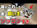 知らないと損！猫が飼い主を好きすぎるあまりにしてしまう行動10選