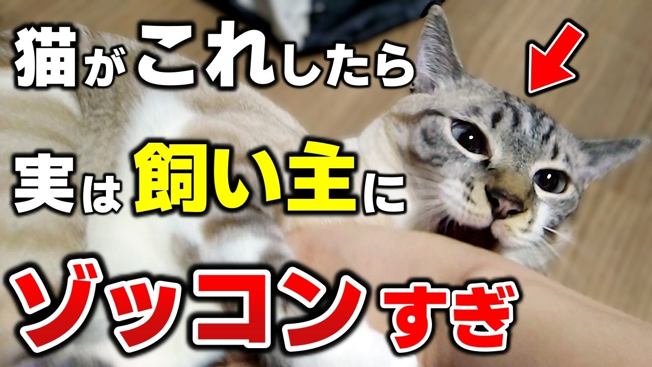 知らないと損！猫が飼い主を好きすぎるあまりにしてしまう行動10選