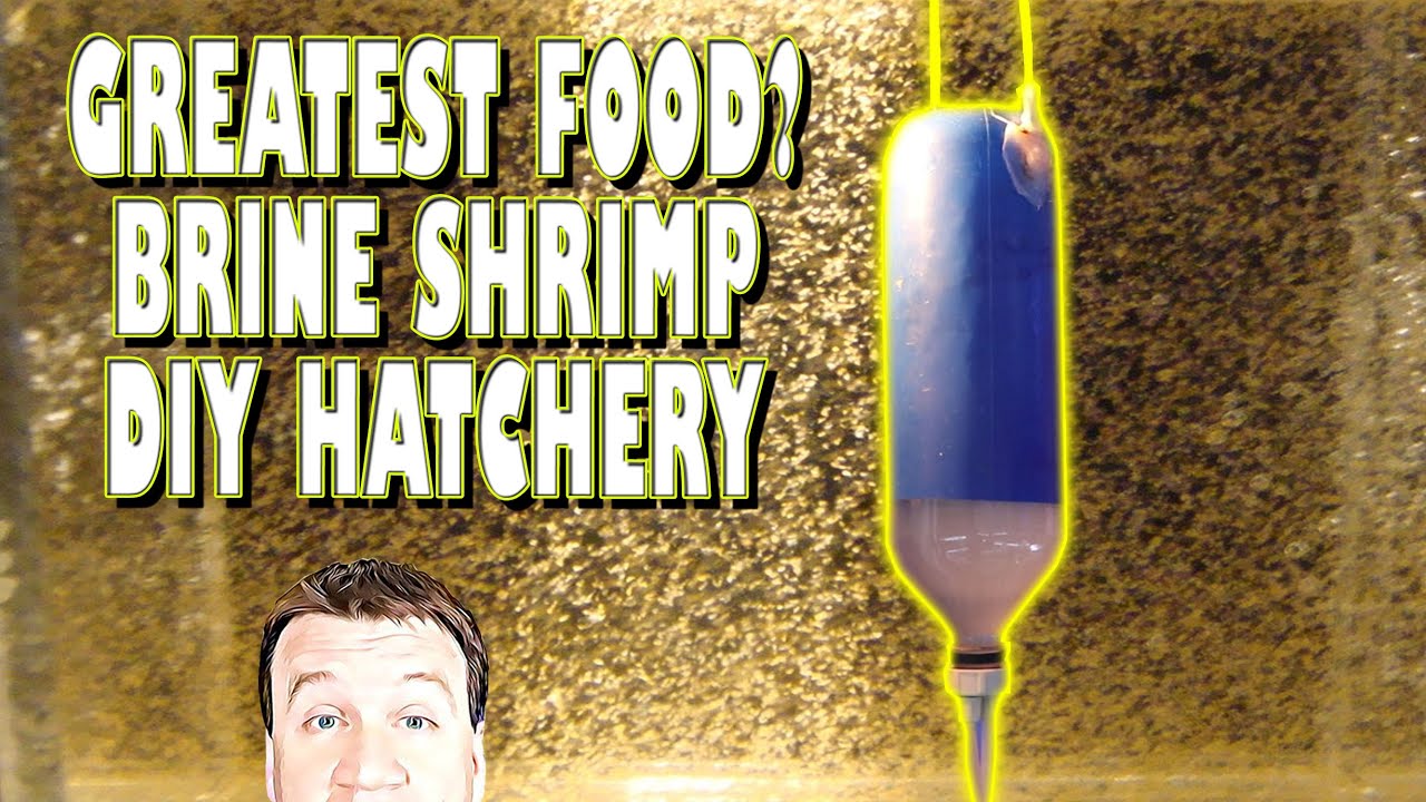 DIY Brine Shrimp Hatchery: Greatest Food Ever?? 