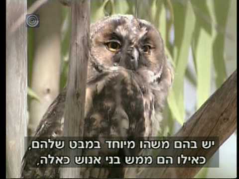 וִידֵאוֹ: האם ינשופים מוגנים באיווה?