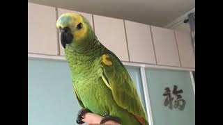 Parrot Talking - Smart And Funny Parrots Video | EP444