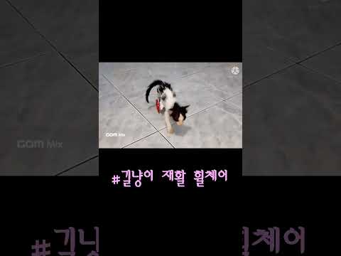 길냥이 재활 쇼츠 #고양이