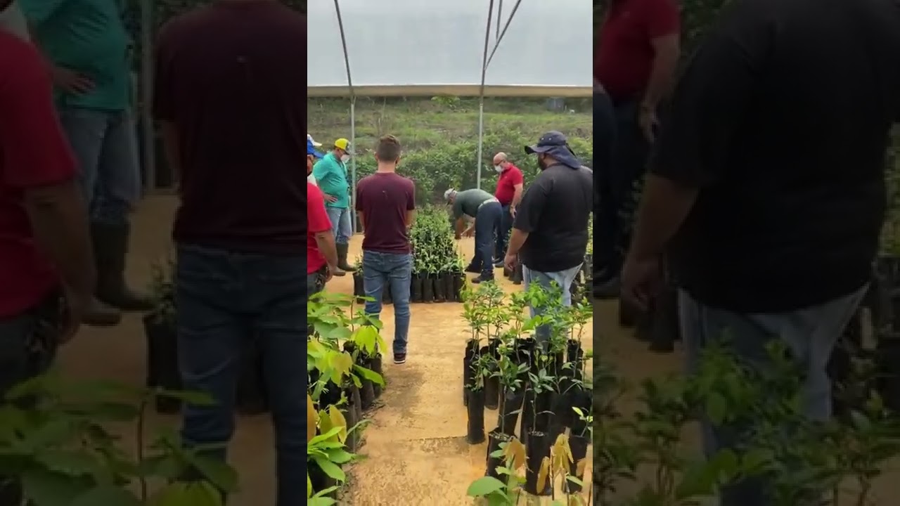 Recorrido por el vivero de producción de injertos PR