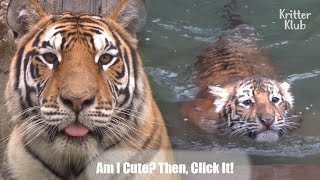 What Mom Tiger Does When Baby Tiger Falls Into The Water (Part 2) | Kritter Klub