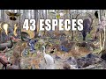 Une souille exceptionnelle - le bestiaire : + de 40 espèces différentes