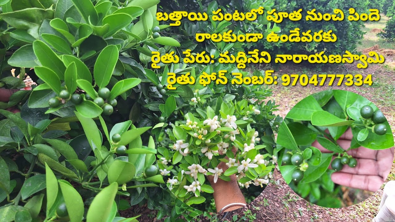 #బత్తాయిపంటలో  శ్రీయాన్ కంపెనీవారి అంతర్జాతీయ మెళుకువలు #బత్తాయిపంటలో అధిక పూతపొందడం ఎలా #save soil