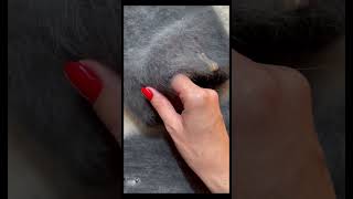 красивый твид