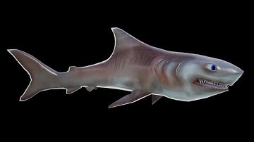 🦈 WIP Tiger Shark character 🦈 - (Unreal Engine 4) | Platypus Adventures