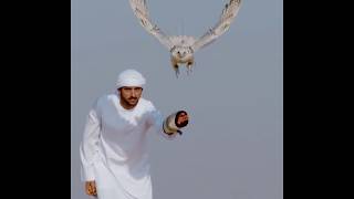 Dubai crown prince-Sheikh Hamdans GyrFalcon