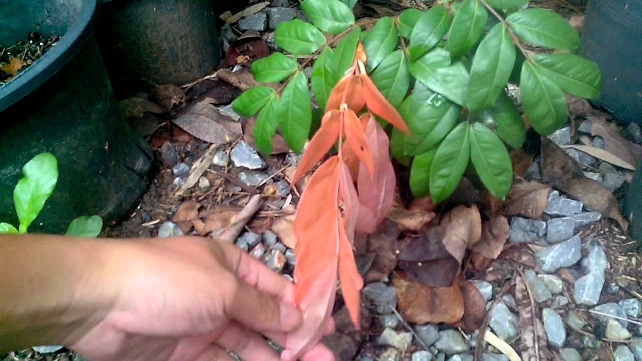 อโศกไหมชมพู Maniltoa lenticellata