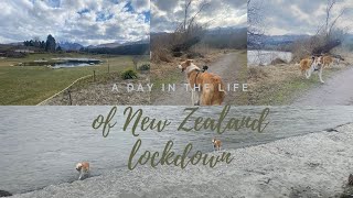 Day in the life of level 4 lockdown New Zealand with four border collies!
