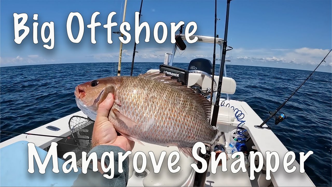 Dropped This Bait and Caught BIG OFFSHORE Mangrove Snapper! Pensacola Florida Offshore Fishing