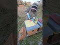 Oksalik asit ve ayçiçeği yağı ile doğal Varroa mücadelesi! 🐝🌿 #arıcılık #varroa