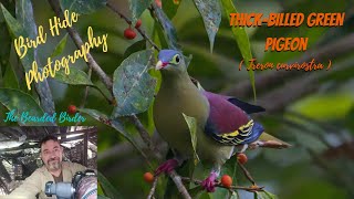 Amazing Birds of Thailand  | The Thick-billed Green-Pigeon  |  Krung Ching Waterfall