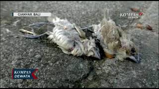 RIBUAN BURUNG PIPIT MATI USAI HUJAN DERAS