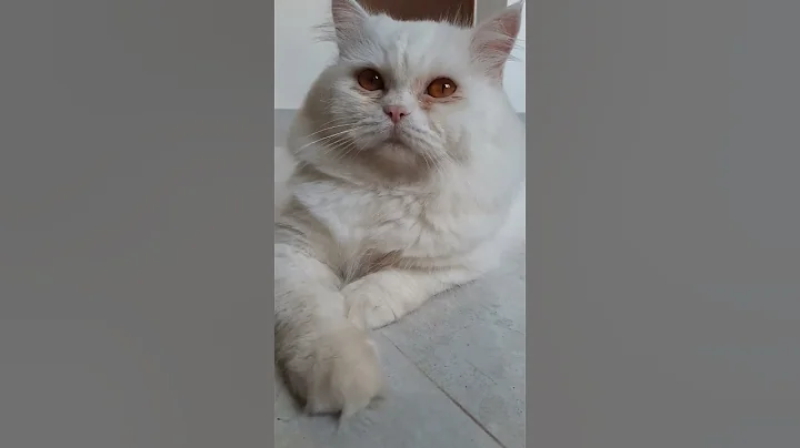 Video 9730471: persian cat female kitten, persian cat kitten pure, persian kittens cat sound, persian cat kitten white, persian cat kittens funny, persian cat kitten cute, cats kitten funnycats catlovers, catfight kitten cute funnycat, cutecat