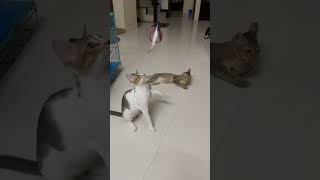 funny funnycats funnyvideo cat cats catshorts viral shorts cute animals video shots