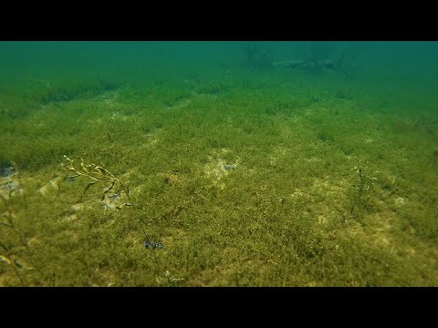 ASMR Swimming Sounds (POV)