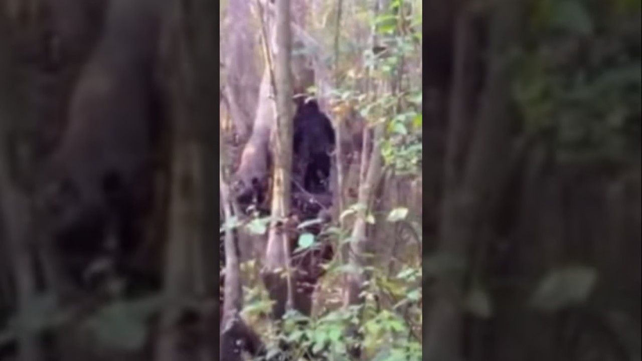 Clear Bigfoot Sighting Caught on Camera in Mississippi While Hunting