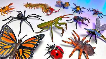New Insects, Spiders, Scorpions, Butterfly, Beetle, Bees, Praying Mantis, Mosquito, Dragonfly