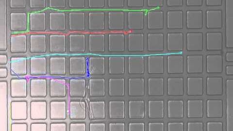 Tcell activated CXCL10