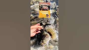 ✅ #Sách Kỹ Thuật Nuôi Cá Bống Tượng #cábốngtượng Miền Tây 0846442223 #cabongtuong.vn @thuysanwork