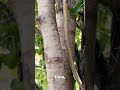 How To Limb Up Your Trees How To Limb Up Your Trees