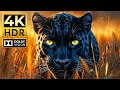4K HDR Animal Wonders – Dolby Vision &amp; 60FPS for the World’s Most Stunning Wildlife