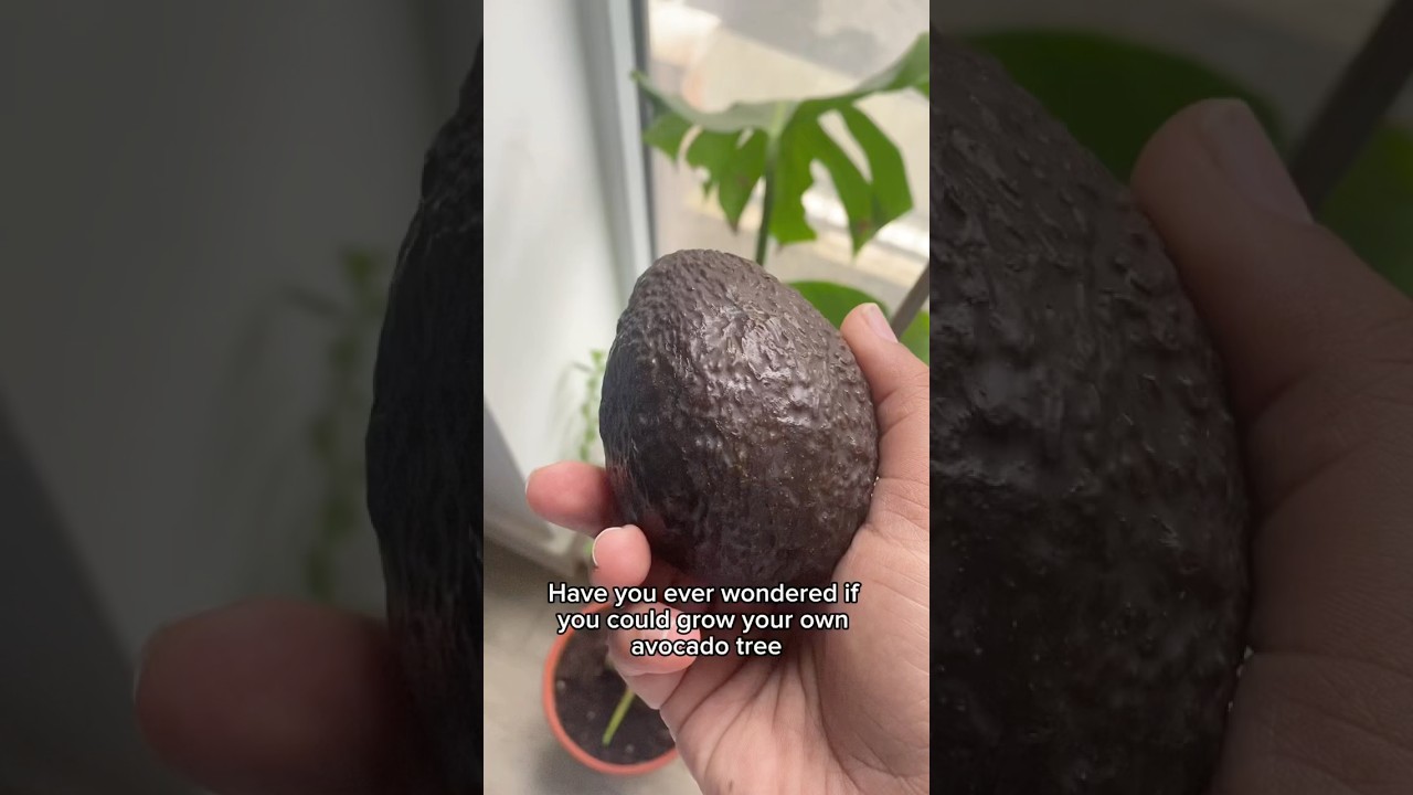 Grow avacado plant at home. #avacados #viral #youtubeshorts #youtube #gardening #gardeningtips