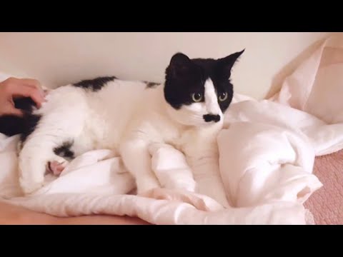 엄마 이불 <strong>꾹꾹이</strong> 해주는 고양이 빨래방