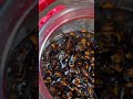 Making giant hornet wine again