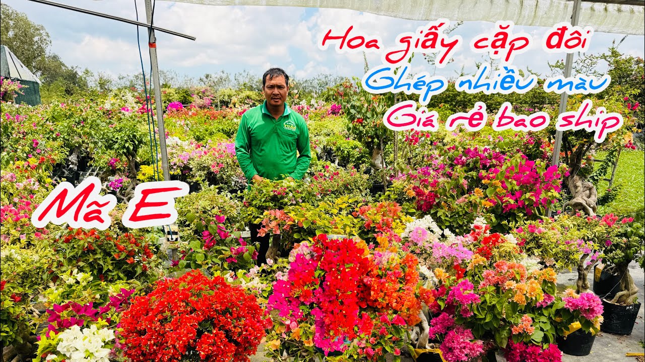 Hoa giấy cặp đôi ghép nhiều màu cây đẹp chào bán..28/02😘📲 0334.497.872.Phước-Tài 