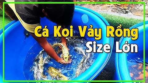 Đi Mua Cá Koi Vảy Rồng - Ngỡ Ngàng Trước Vẻ Đẹp Đủ Loại Cá Chép Koi Quý Hiếm #3