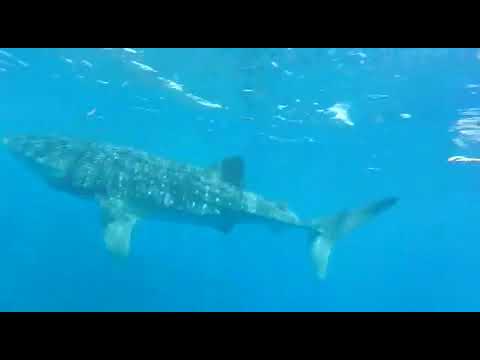 Экскурсии в Канкуне. Плавание с китовыми акулами. Excursions In Cancun