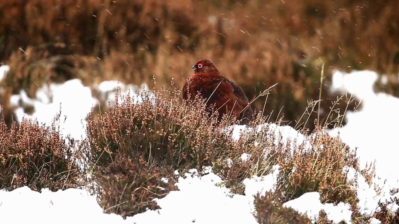 Red Grouse Lammermuir Hills