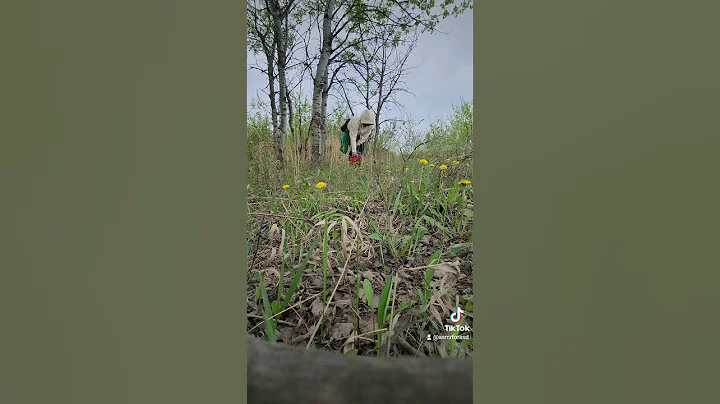 #Dandelion harvesting in the Boreal Canadian Wilderness! #ASMR for #ASD